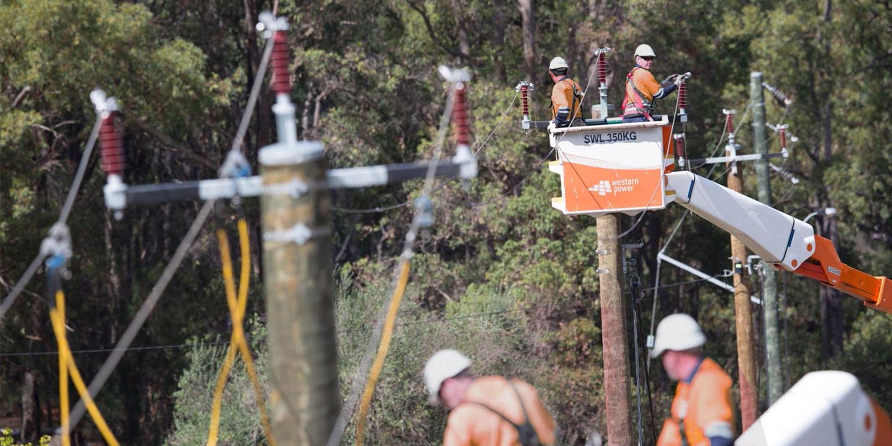 Western Power crew carrying out maintenance on electricity poles and wires surrounded by trees.