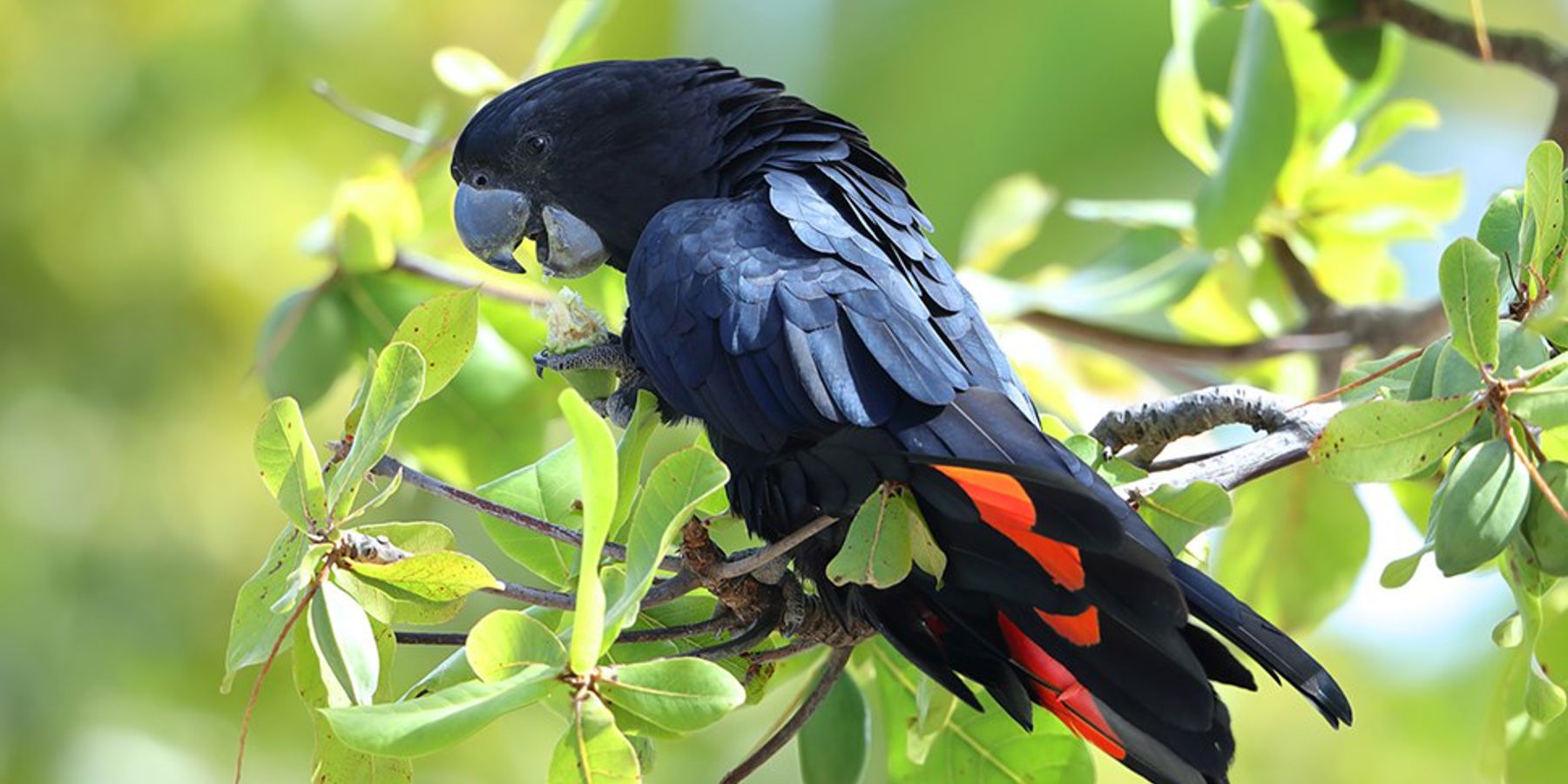 Red-tailed black cockatoos